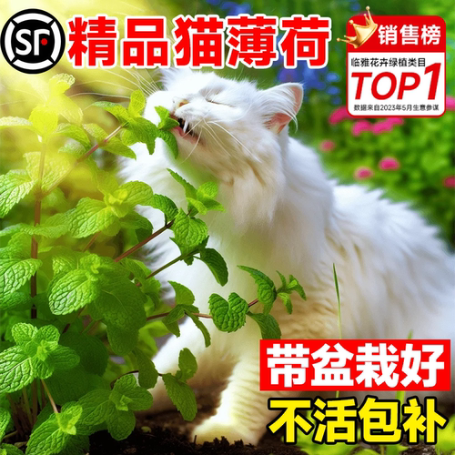 【猫咪爱吃的薄荷】可食用薄荷