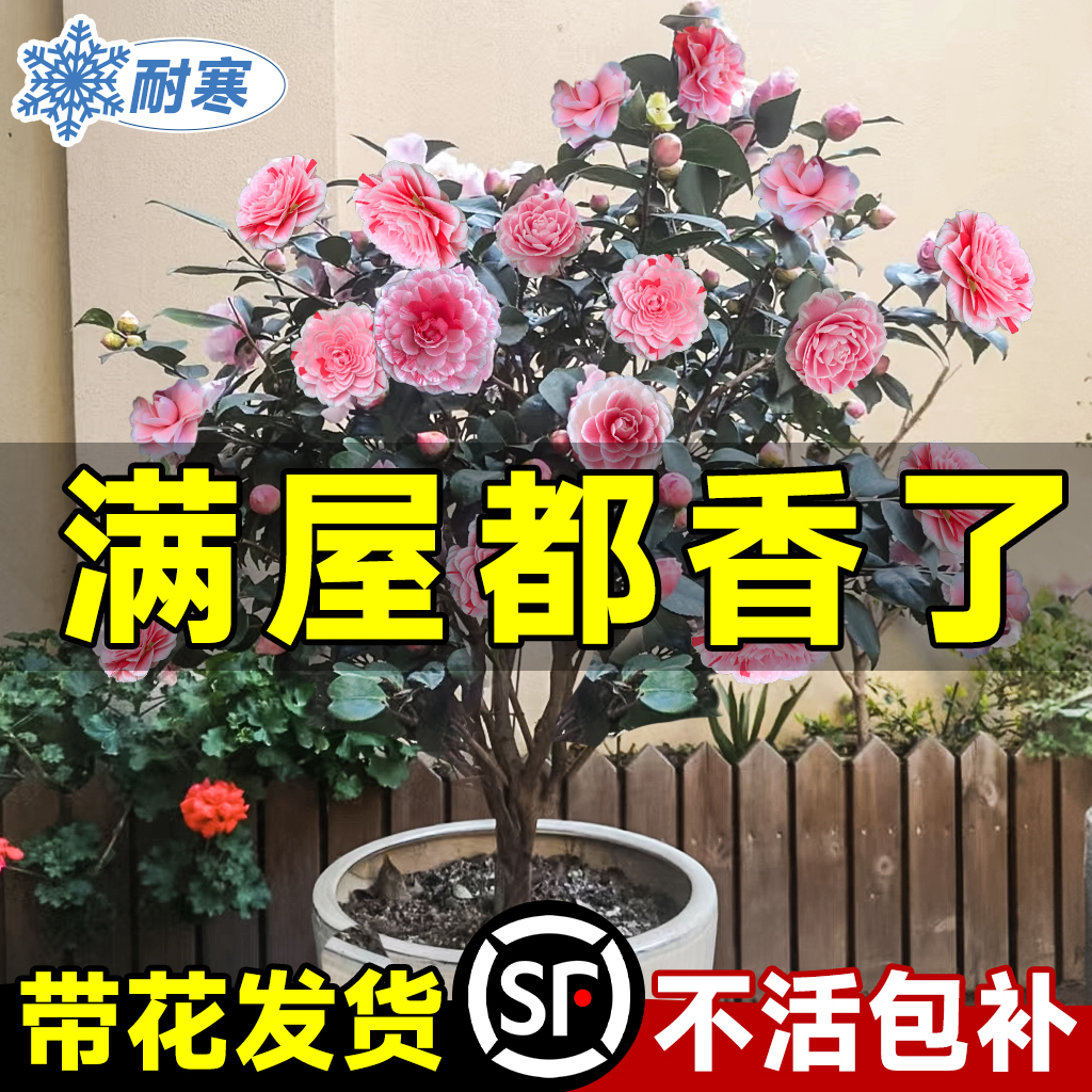 茶花树苗山茶花盆栽带花苞香妃五色赤丹耐寒花卉室内客厅四季绿植-封面