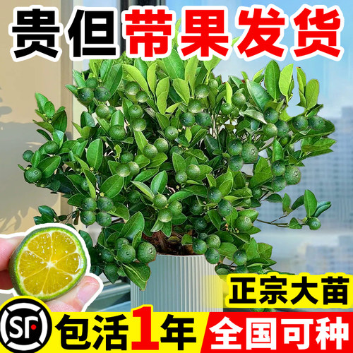 【当年结果】正宗海南小青柠檬树