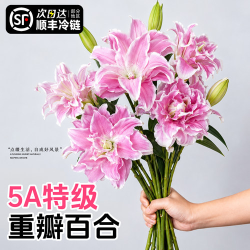 特级重瓣香水百合鲜切花
