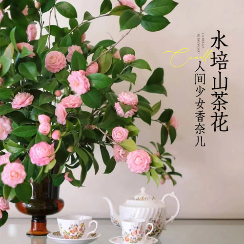 临雅鲜切山茶花室内客厅桌面花卉