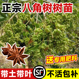 八角树树苗盆栽广西大红罗马嫁接大苗食用大料南方北方种植茴香树