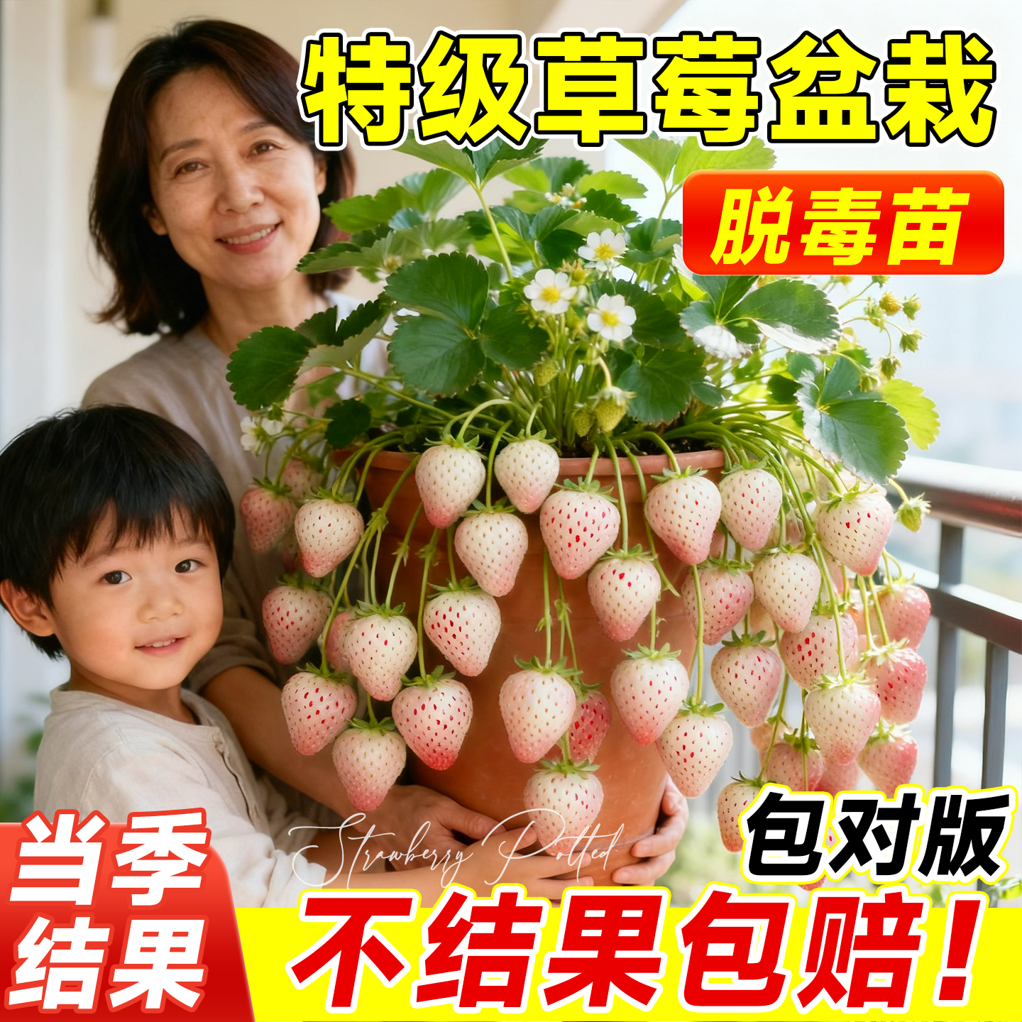 【当季结果】白草莓盆栽不活包赔