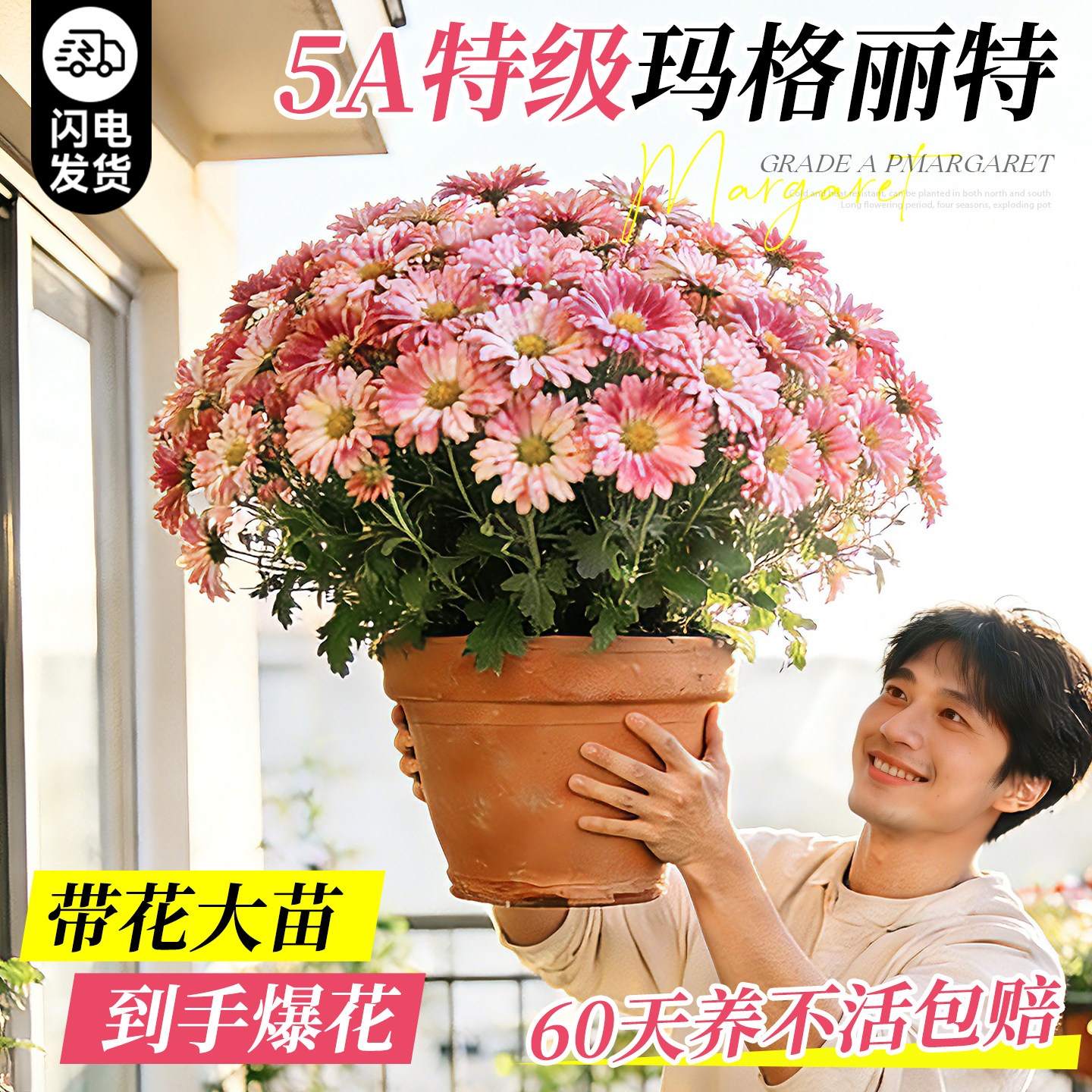 玛格丽特小雏菊糖果带花盆栽菊花室外阳台花园好养活四季花卉植物