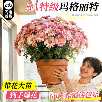 【带花发货】粉玛格丽特菊花盆栽