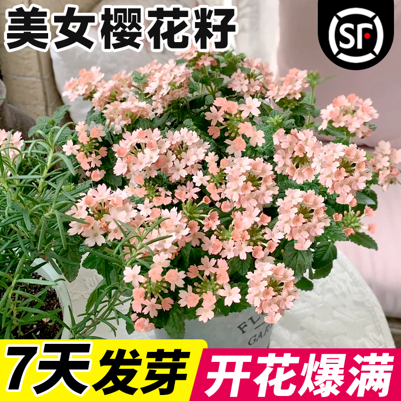 美女樱花籽阳台庭院四季播种开花