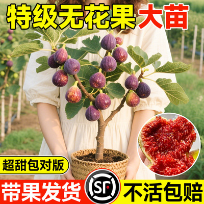 【带果发货】无花果树苗养死包赔