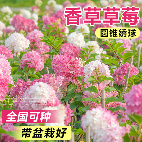 香草草莓圆锥绣球花苗盆栽四季好养开花卉阳台植物带花苞懒人绿植