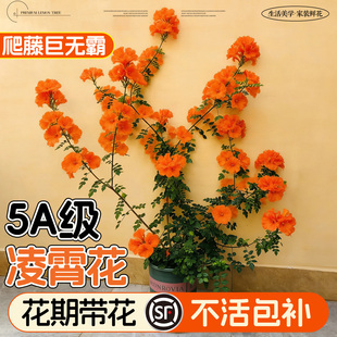 四季凌霄花大苗爬藤植物耐寒老桩树苗美国室外庭院墙粉色炮仗花卉