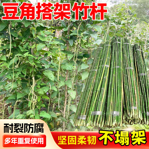 豆角架杆四季豆爬藤架竹竿菜园搭架竹子杆支架批发黄瓜葡萄架围栏 - 封面