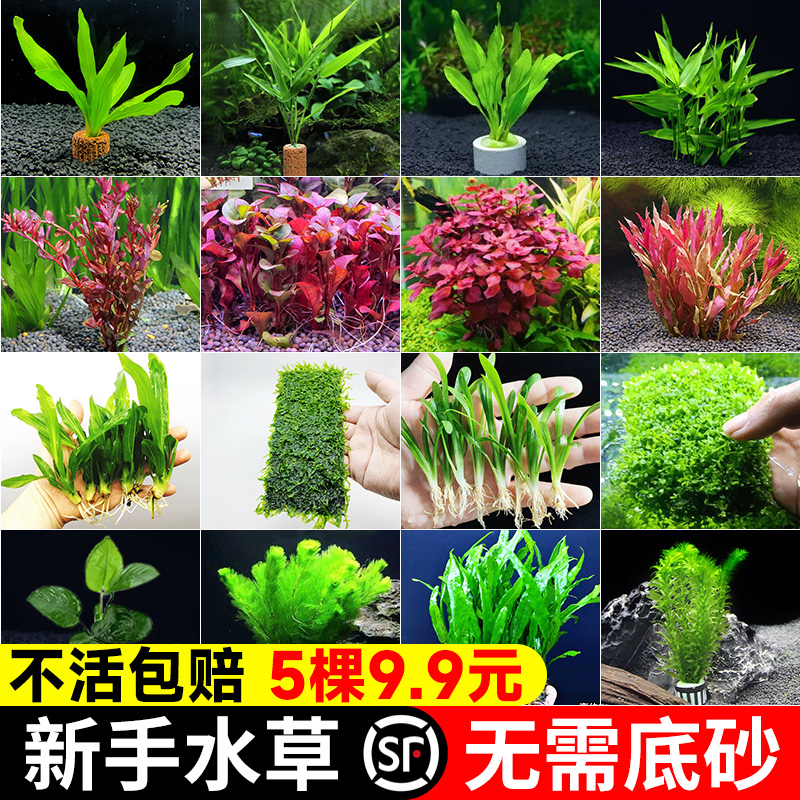 水草植物鱼缸造景新手懒人阴性蜈蚣草水榕莫斯养鱼造氧定植真水草 宠物/宠物食品及用品 水草 原图主图