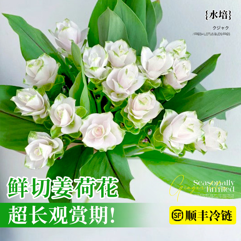 姜荷花鲜切花带花苞水培白色姜荷花鲜花冷链产地直发室内观赏插花
