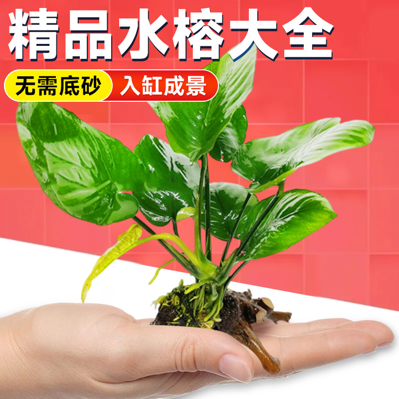 沉木水榕水草植物鱼缸造景