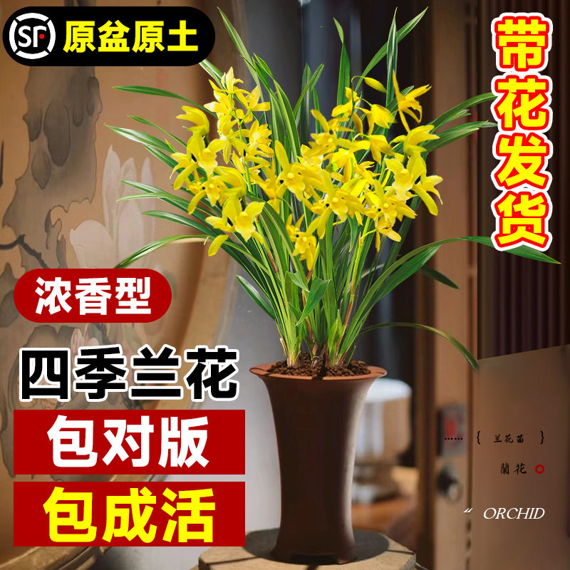 兰花盆栽带花苞发货名贵香兰草苗四季开花绿植室内高级大花卉植物