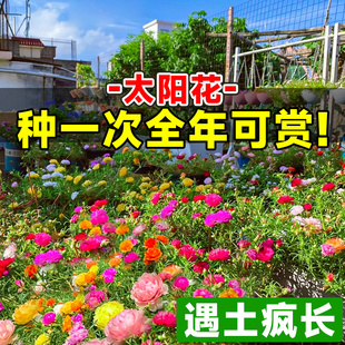 重瓣太阳花种孑室内阳台波斯菊花种籽四季播种开花花期长的花种子