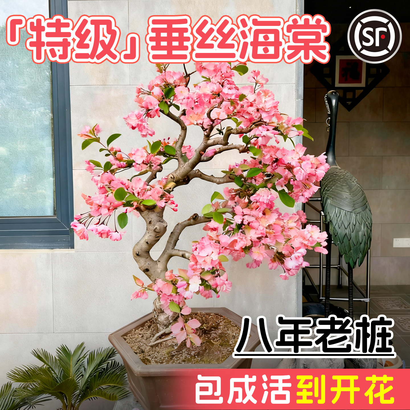 【正品垂丝海棠】八年老桩包对版