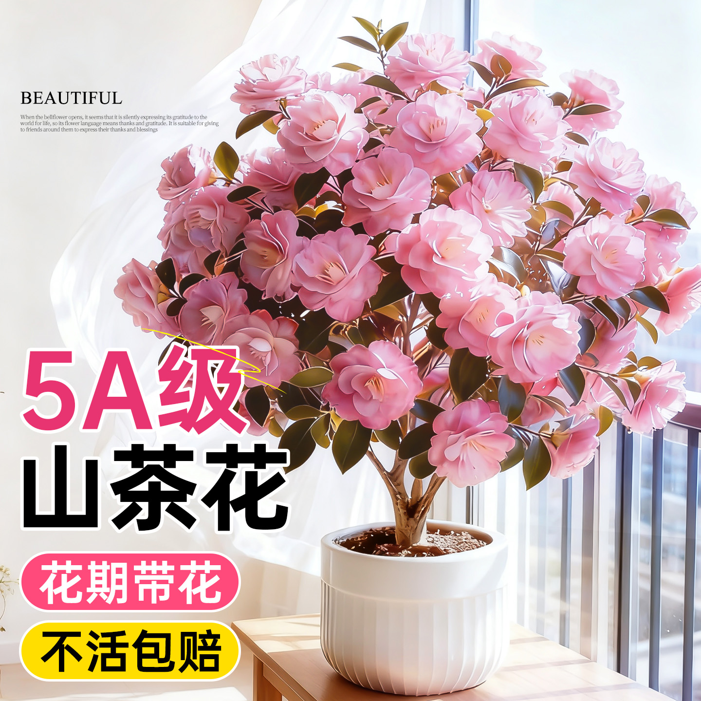 5A级山茶花大苗浓香满屋好养易活