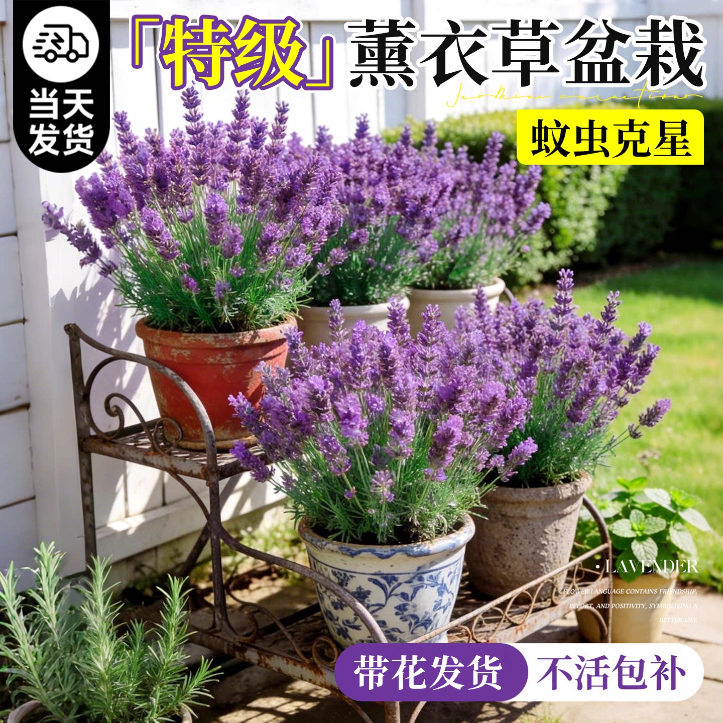 特级薰衣草盆栽带花大苗四季驱蚊图片