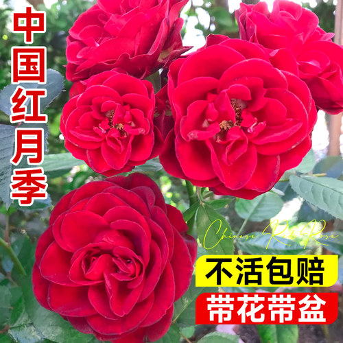 中国红月季带花大苗开花超多