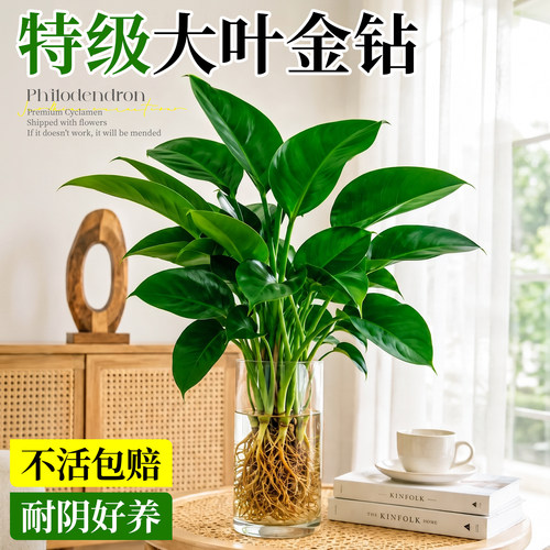 大叶金钻水培植物办公室桌面绿植