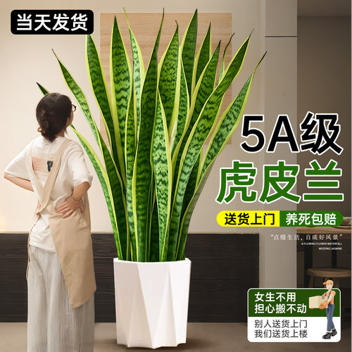 【5A特级】金边虎皮兰四季常青