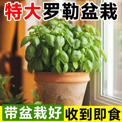 可食用罗勒九层塔大苗