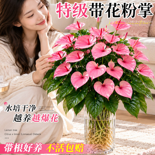 粉掌水培带花一帆风顺室内绿植