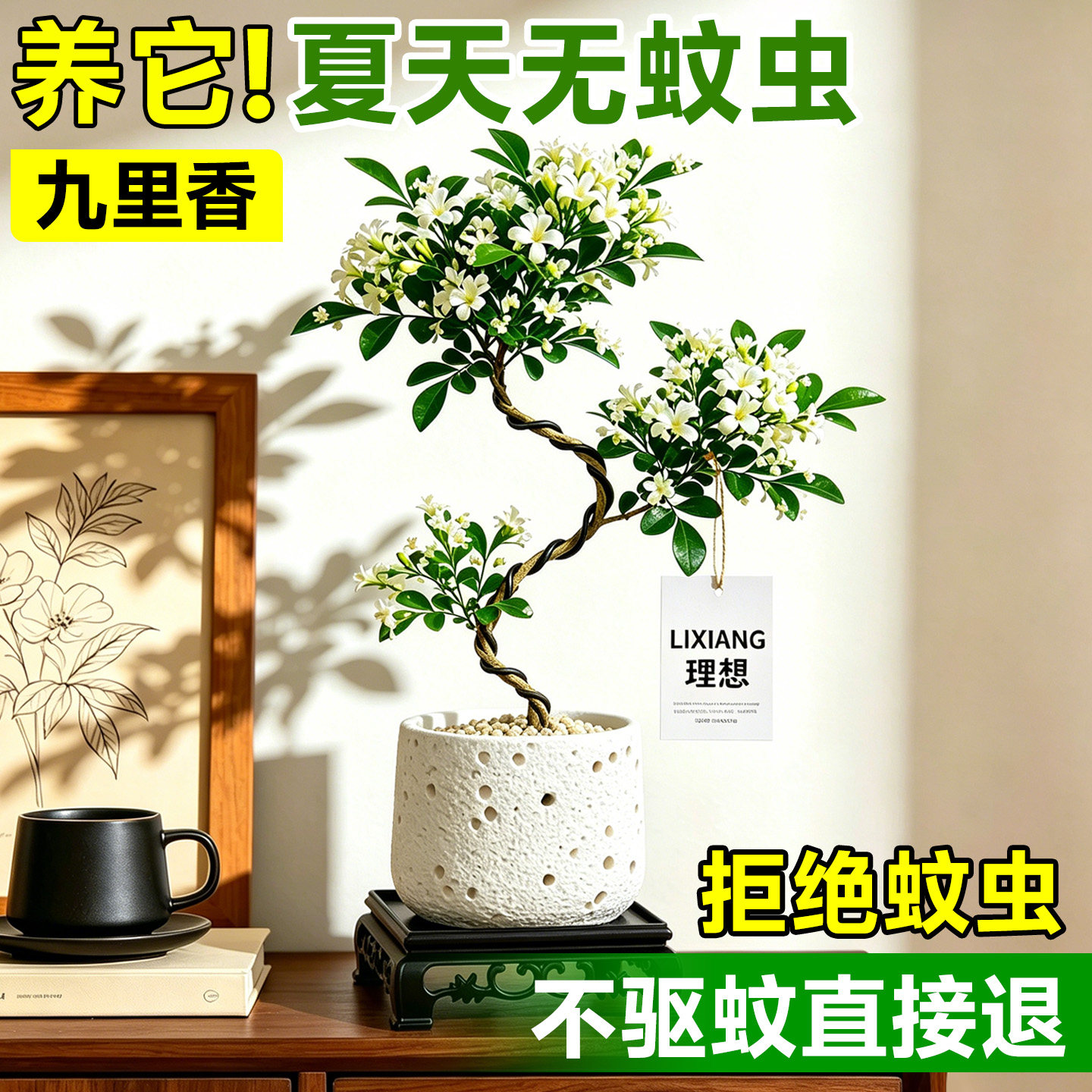 造型九里香桌面四季开花驱蚊盆栽图片