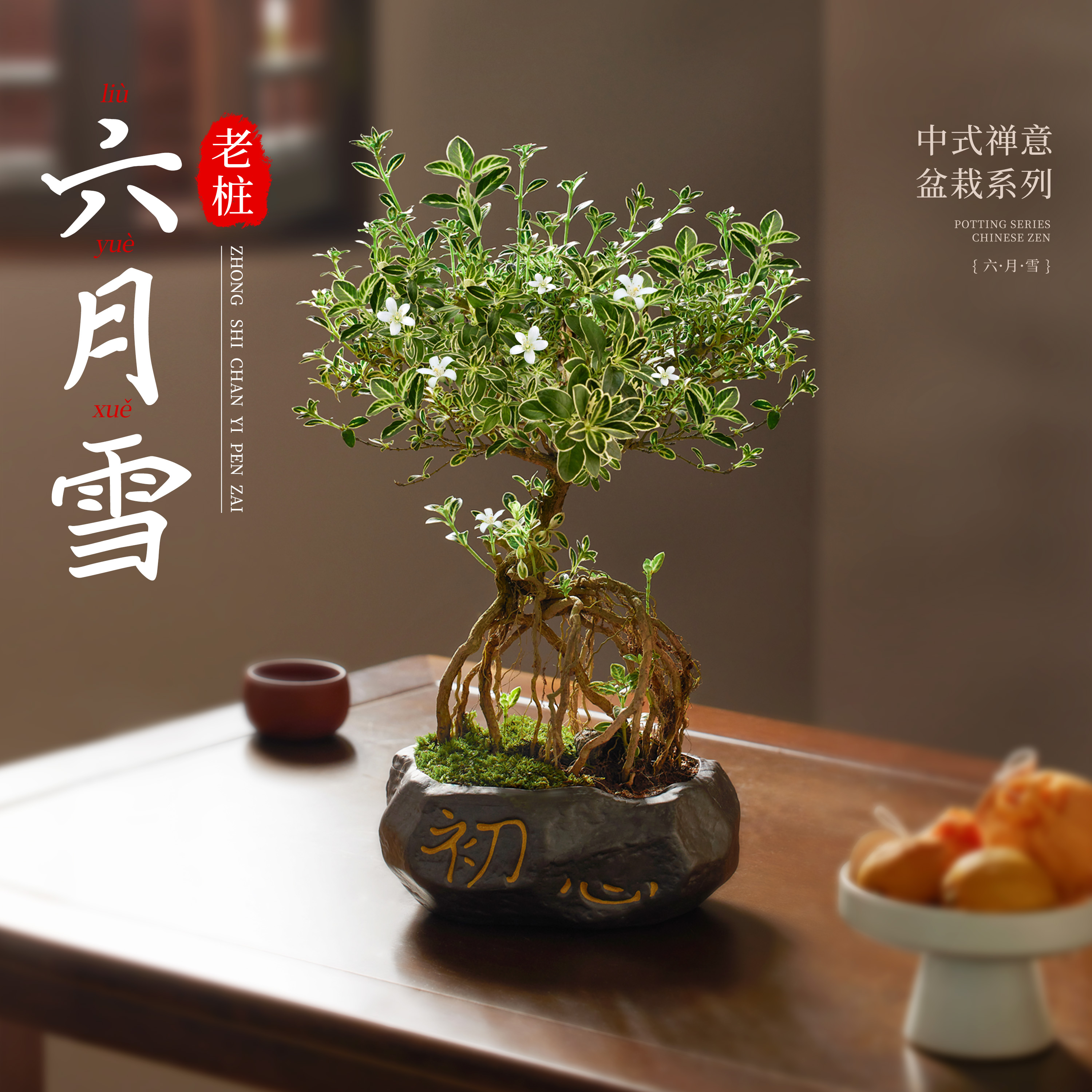 老桩六月雪盆景绿植四季常青盆栽