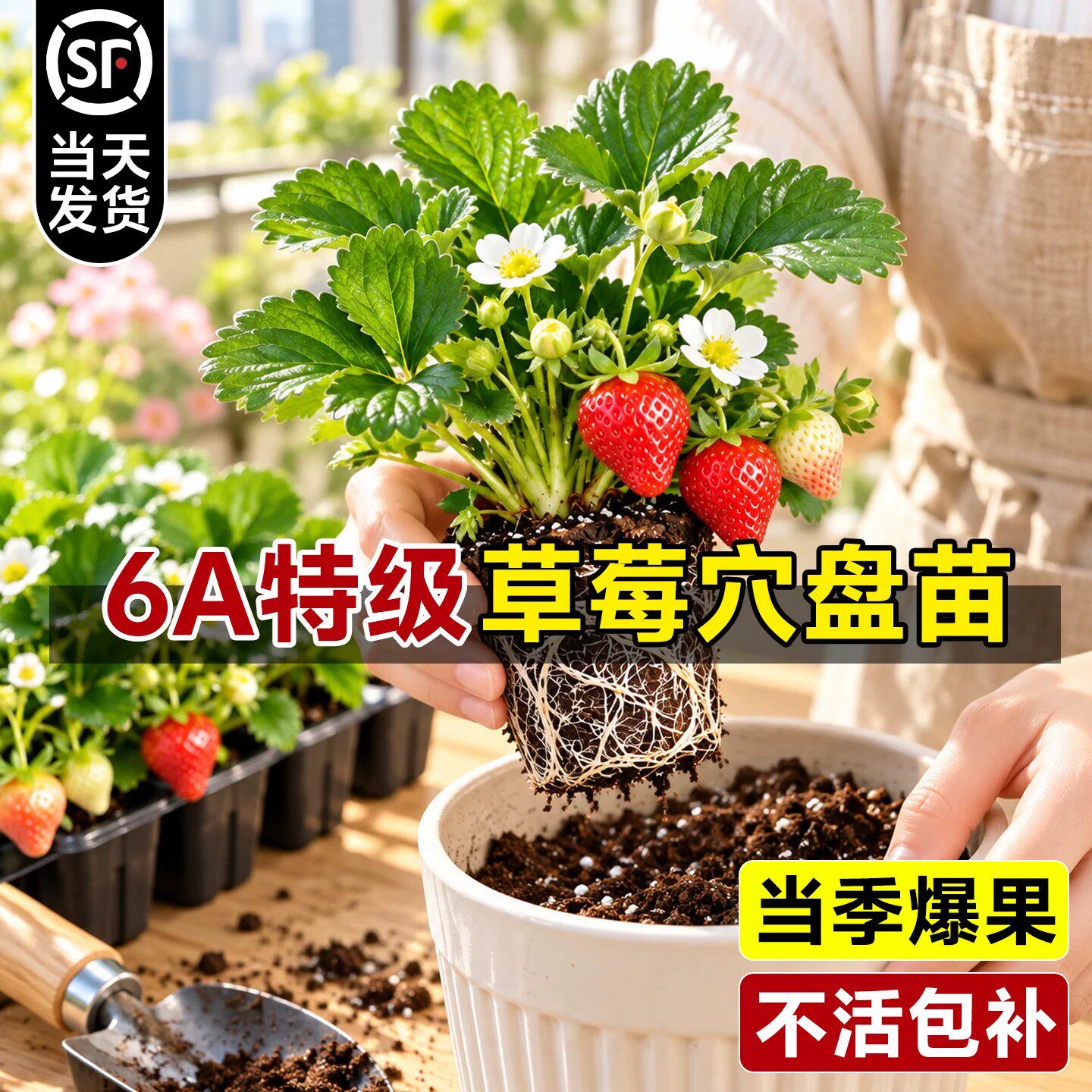 草莓苗秧穴盘苗优质高产种苗四季结果玄玉盆栽奶油红颜精品特大号