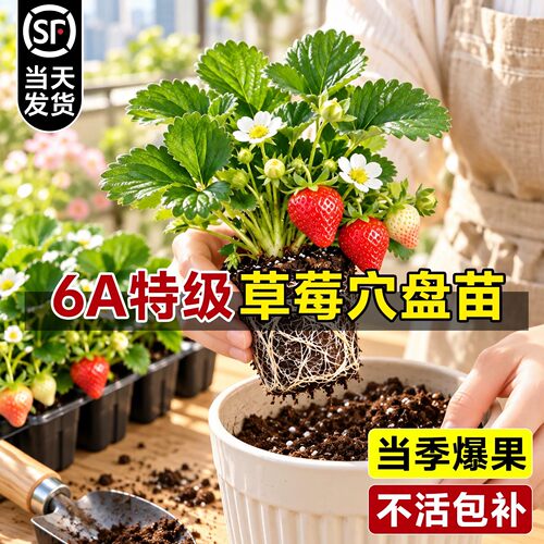 【不活包补】6A特级草莓穴盘苗
