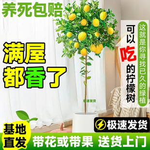 香水柠檬树盆栽绿植大型室内客厅落地植物阳台四季 好养带果禄花卉