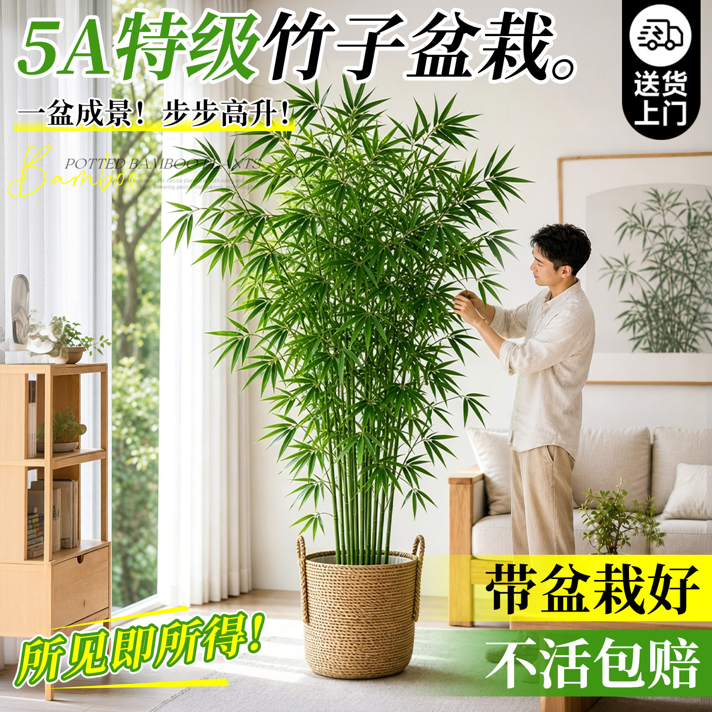 竹子盆栽室内客厅真树大型绿植落地大花盆四季常青好养盆景禄植物