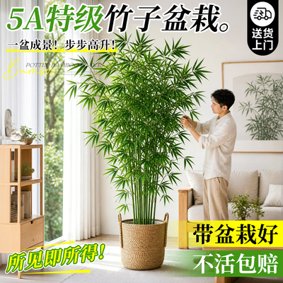 大型竹子盆栽四季常青年年可赏