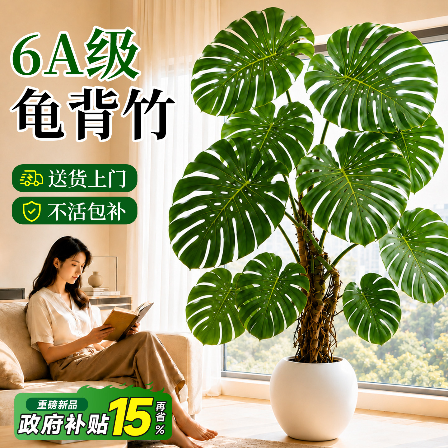 开背6A特级龟背竹送货上门图片