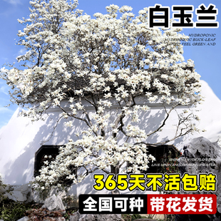 白玉兰树苗带花苞大树植物花卉盆栽庭院紫玉兰广玉兰室外风景树