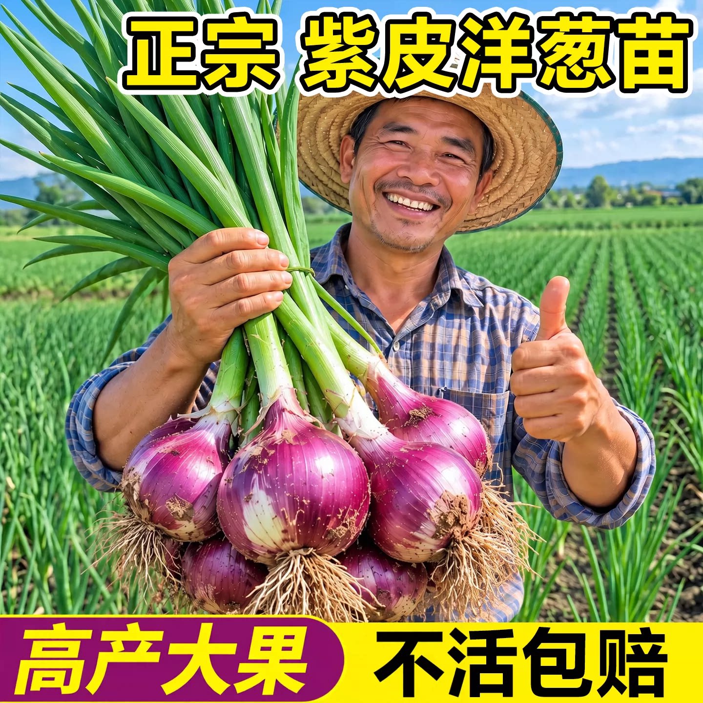 洋葱苗山东紫皮水果洋葱苗红皮地栽庭院盆栽带根批发高产蔬菜种子