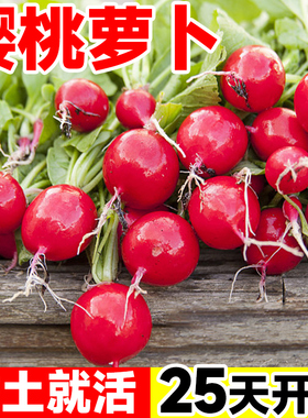水果樱桃萝卜种籽大全四季阳台盆栽凤梨萝卜种子红白小萝卜种孑苗