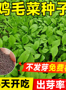 四季鸡毛菜菜籽种上海青菜种籽大全油麦菜种子白菜速生小青菜种孑