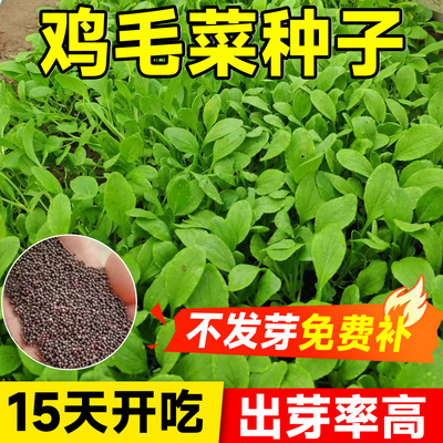 15天速生比肉还香的鸡毛菜发芽高