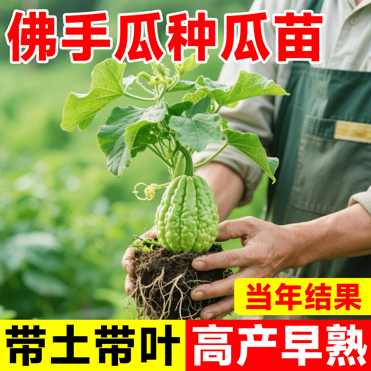 佛手瓜种瓜苗带土早熟高产苗