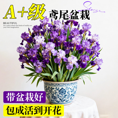 德国鸢尾花苗盆栽种球室内外庭院