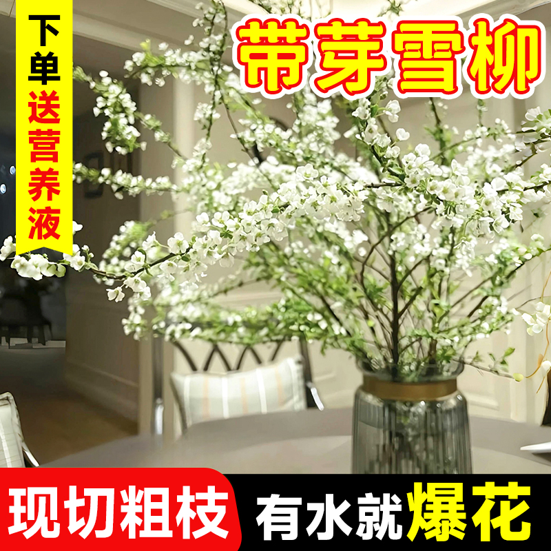 雪柳干枝水养干支水培植物懒人适合养的花雪柳鲜枝带花苞花卉绿植