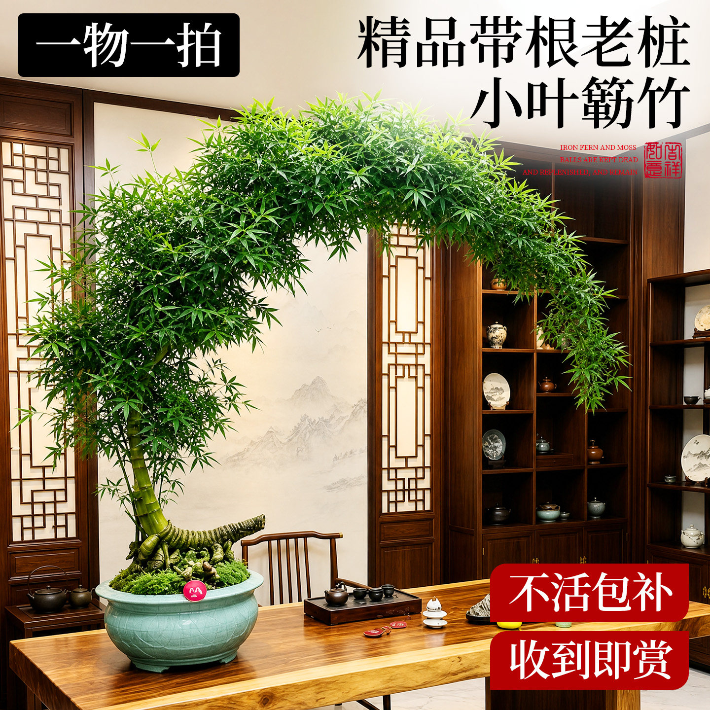 小叶簕竹成品盆景盆栽禅意老桩竹子办公室桌面绿植物四季耐阴好养