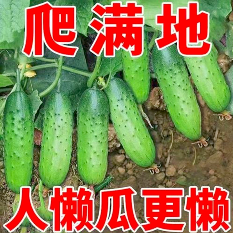 满地爬黄瓜【遇土就活抗病性好】