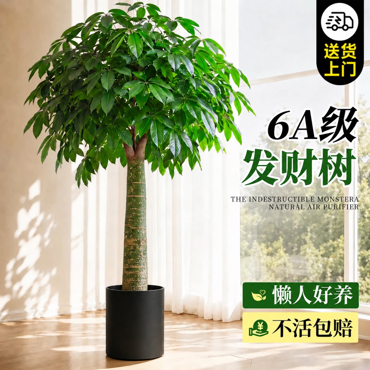 6A特级独杆发财树送货上门包成活图片