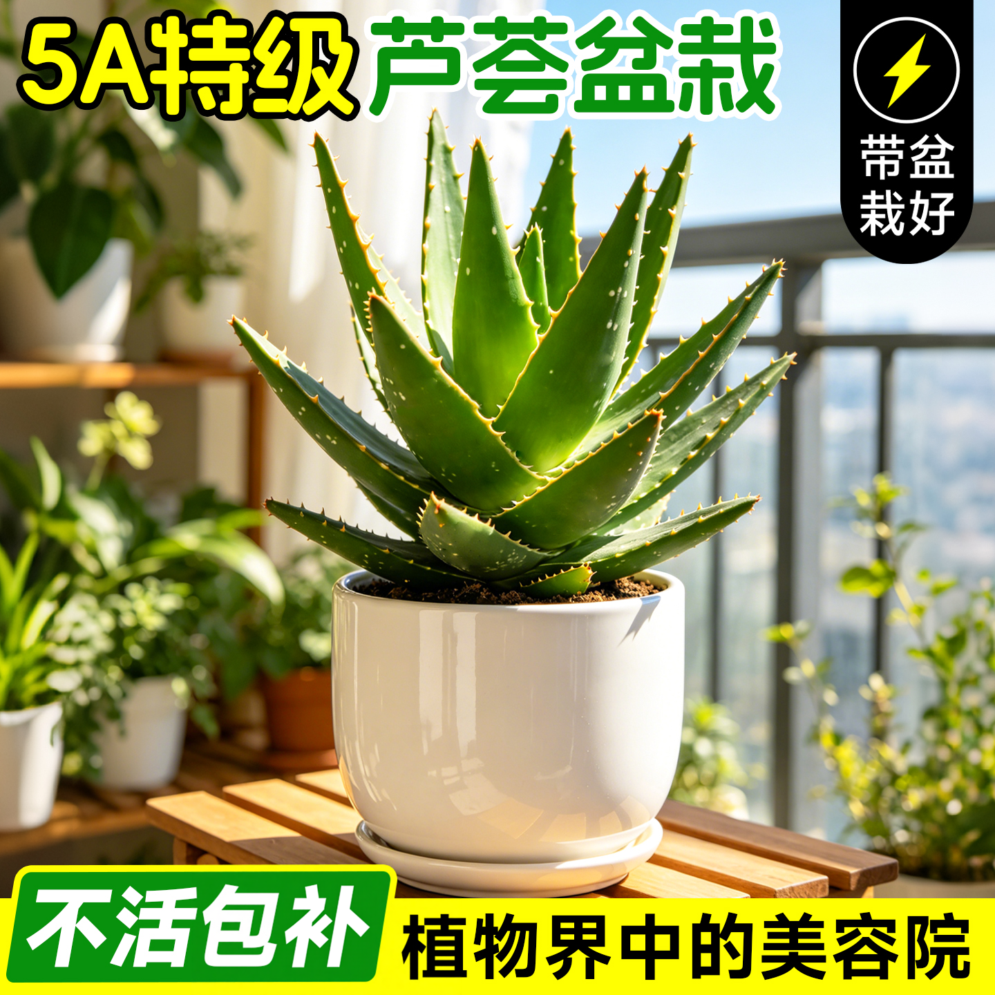 芦荟盆栽美容绿植可食用花卉净化空气库拉索多肉植物室内四季好养