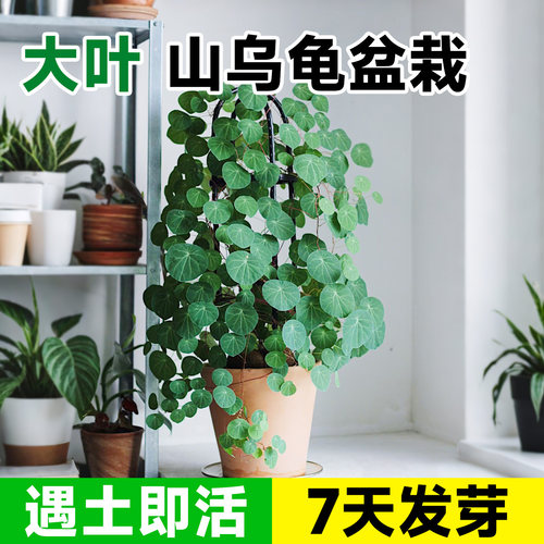 【带盆栽好】山乌龟盆栽7天发芽