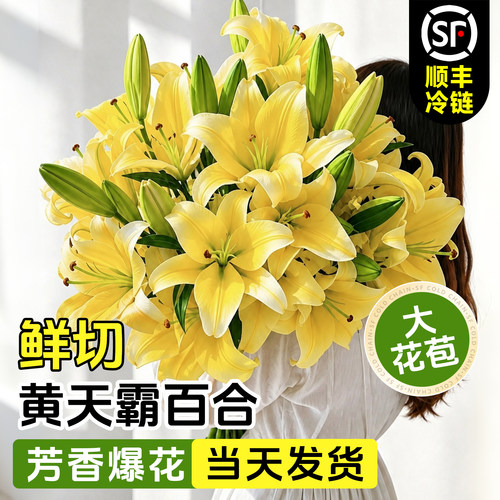 特级重瓣香水百合鲜切花