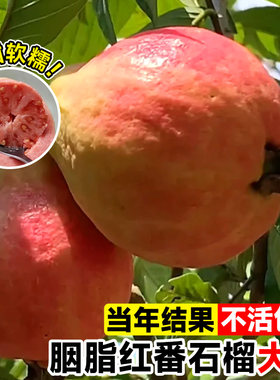 【当年结果】胭脂红番石榴大苗